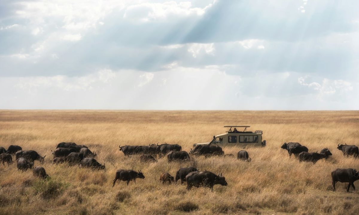 Meilleure période pour un safari en Tanzanie