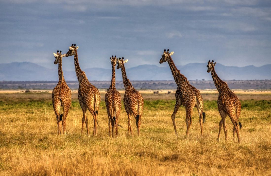 Où faire un safari en sécurité 2