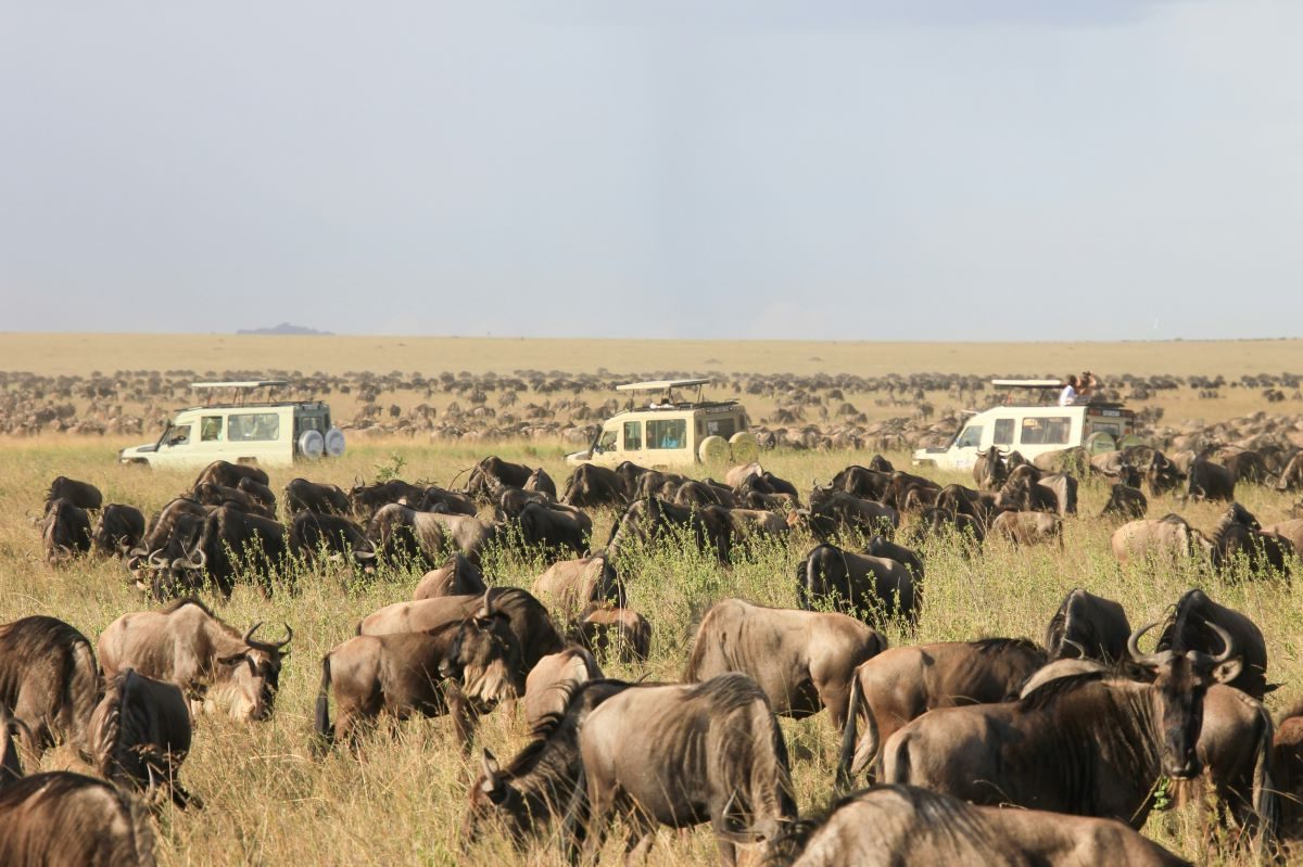 Safari Tanzanie