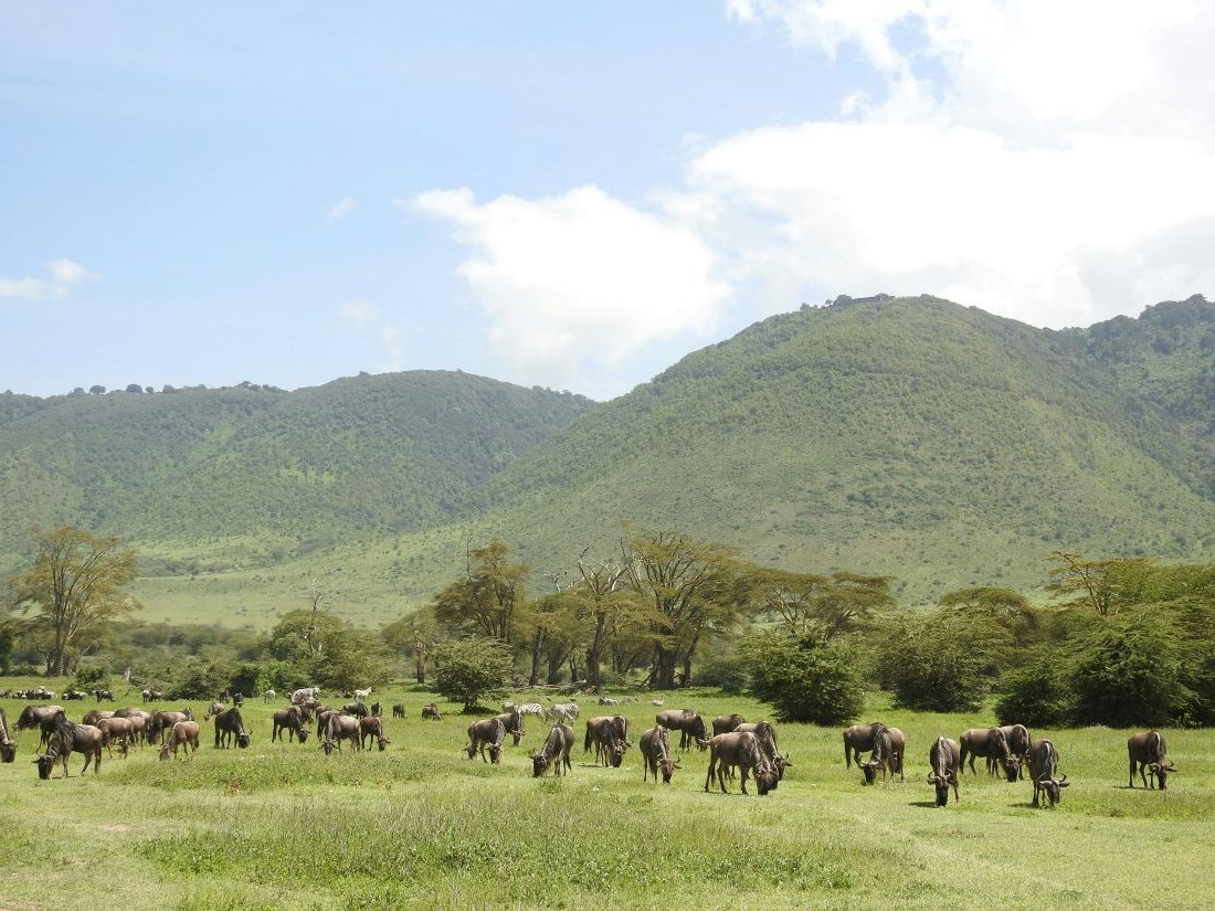 Où faire un safari en Afrique 2