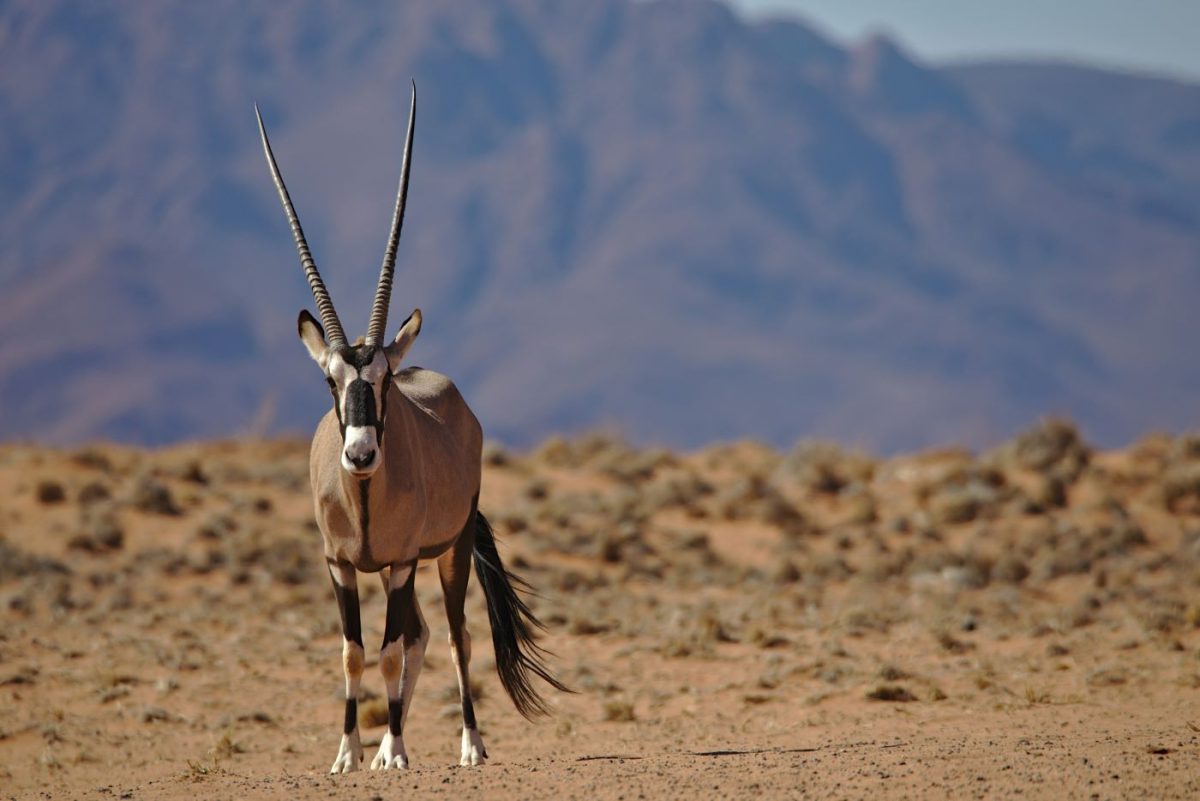 Namibie