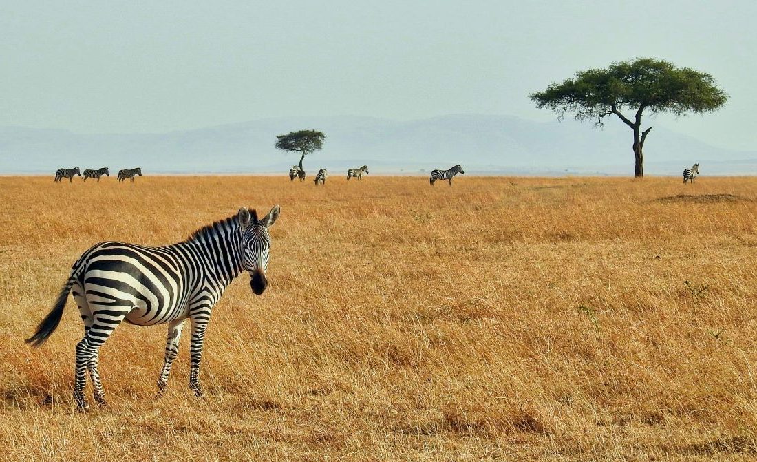 Safari zèbre